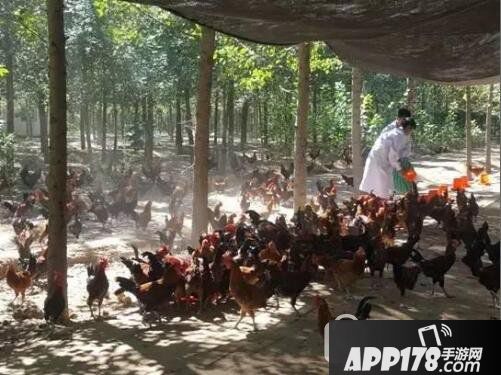 京东跑步鸡多少钱一只 京东扶贫跑步鸡价格介绍1