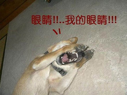 神域之光高品质装备获取指南 装备提升方法