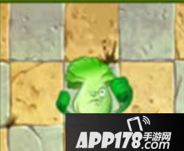 植物大战僵尸2菜问属性介绍