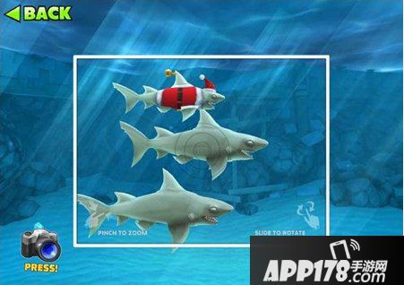 饥饿的鲨鱼进化圣诞礁鲨宝宝详解