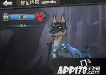 战地指挥官军犬