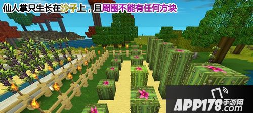 迷你世界仙人掌种植方法