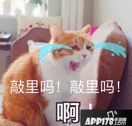 敲里吗是什么意思 敲里吗表情包分享3