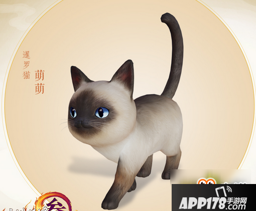 《剑网3》猫咪挂宠暹罗猫萌萌介绍