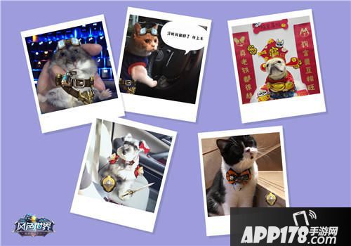 风色世界萌宠海选