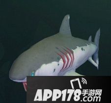 创造与魔法幼鲭鲨怎么样 创造与魔法幼鲭鲨属性图鉴