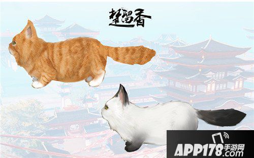 楚留香宠物系统爆料