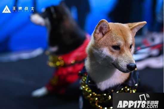 斗鱼逆转夺最强王牌总冠军《王牌战士》1月14日开启公测
