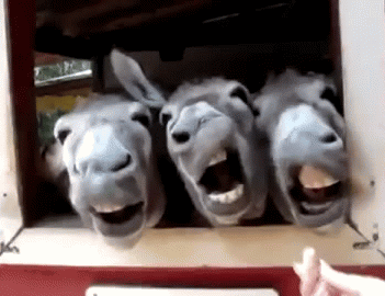 囧雷傻缺GIF图系列129