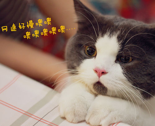 OMG猫搞笑图集赏(6)