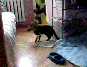 囧雷傻缺GIF图系列128(12)