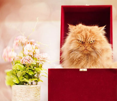 土耳其波斯猫愤怒眼神摆臭脸图集(14)