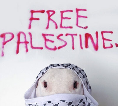 牛头梗Jimmy72变搞笑图集(25)