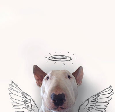 牛头梗Jimmy72变搞笑图集(24)