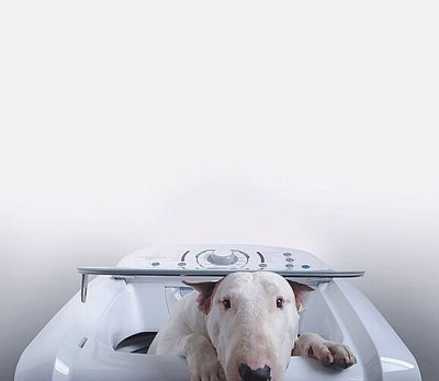 牛头梗Jimmy72变搞笑图集(21)