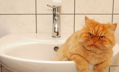 土耳其波斯猫愤怒眼神摆臭脸图集(18)