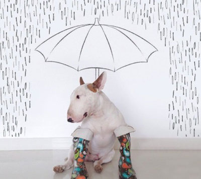 牛头梗Jimmy72变搞笑图集(8)