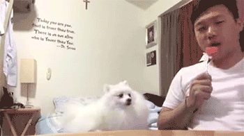 萌宠与二货主人神同步搞笑GIF(9)