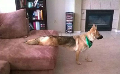 全球趣图精选第50弹(14)