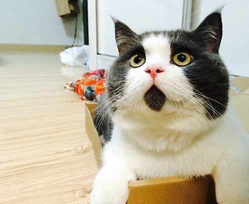 OMG猫搞笑图集赏(16)