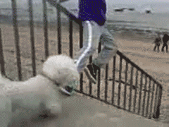 萌宠与二货主人神同步搞笑GIF(7)