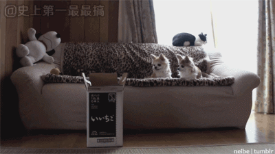 低智商生物搞笑GIF(8)