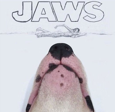 牛头梗Jimmy72变搞笑图集(13)