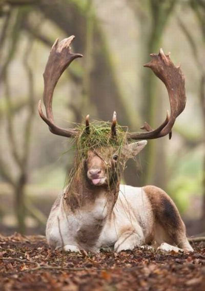 全球趣图精选第51弹(18)