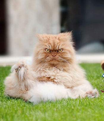 土耳其波斯猫愤怒眼神摆臭脸图集(20)