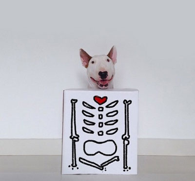 牛头梗Jimmy72变搞笑图集(6)