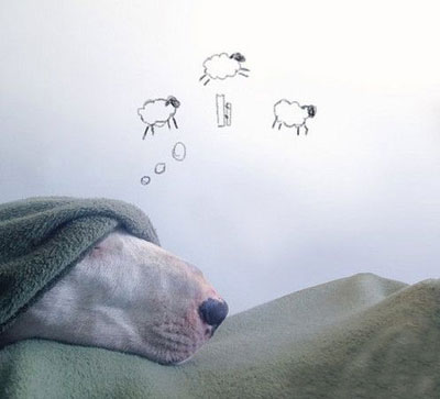 牛头梗Jimmy72变搞笑图集(9)