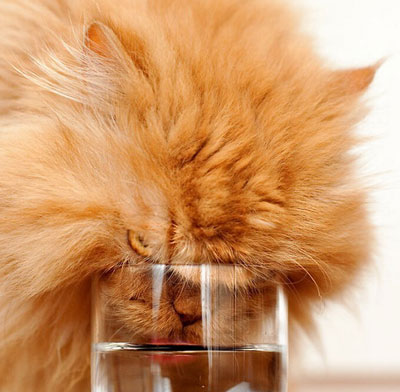 土耳其波斯猫愤怒眼神摆臭脸图集(12)