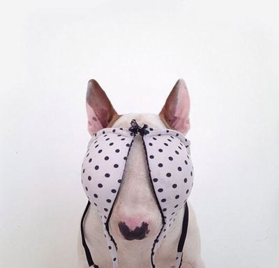 牛头梗Jimmy72变搞笑图集(17)