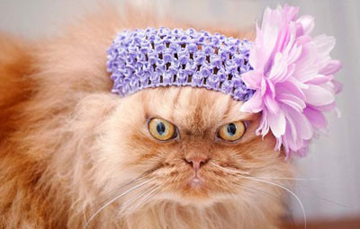 土耳其波斯猫愤怒眼神摆臭脸图集(4)