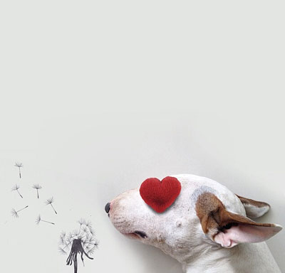 牛头梗Jimmy72变搞笑图集(23)