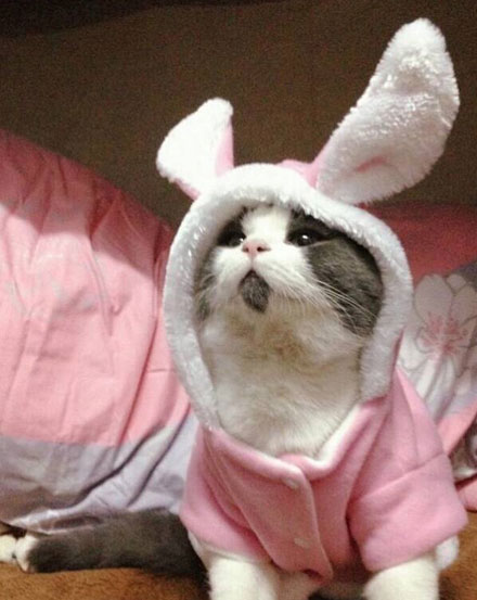 OMG猫搞笑图集赏(17)