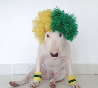 牛头梗Jimmy72变搞笑图集(22)