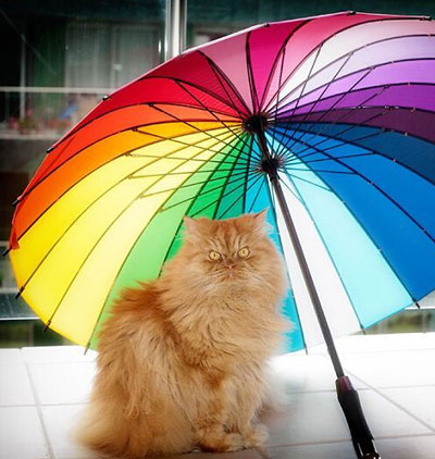 土耳其波斯猫愤怒眼神摆臭脸图集(17)