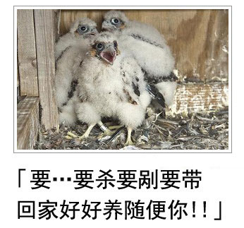 微博恶搞日式冷吐槽第三十八弹(14)