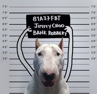 牛头梗Jimmy72变搞笑图集(2)