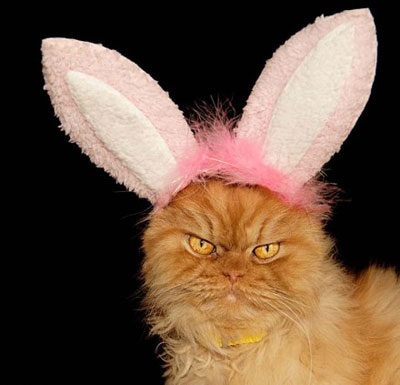 土耳其波斯猫愤怒眼神摆臭脸图集(6)