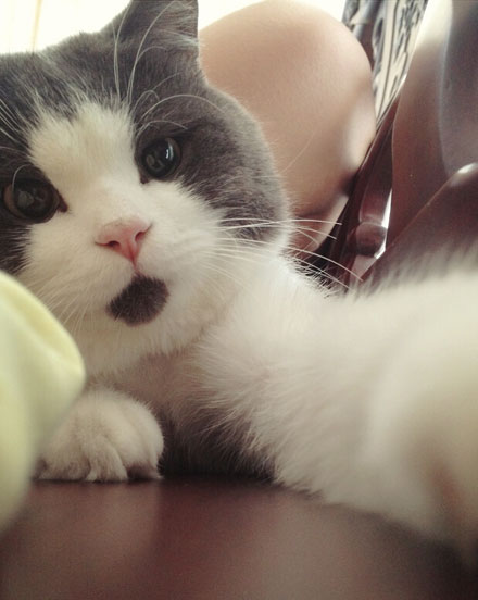 OMG猫搞笑图集赏(4)