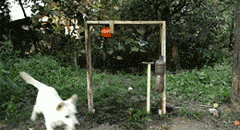 囧雷傻缺GIF图系列129(5)