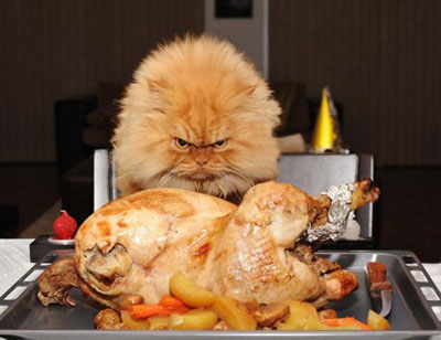 土耳其波斯猫愤怒眼神摆臭脸图集(11)