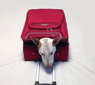 牛头梗Jimmy72变搞笑图集(20)