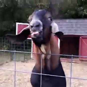 囧雷傻缺GIF图系列131(7)