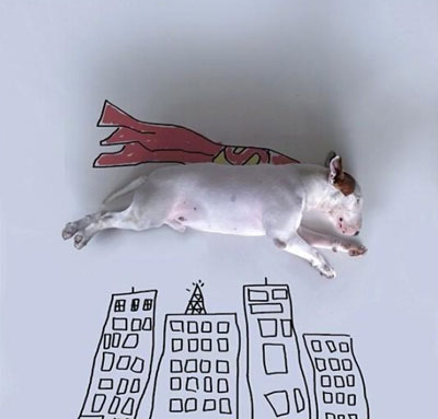 牛头梗Jimmy72变搞笑图集(15)