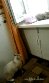 囧雷傻缺GIF图系列129(12)