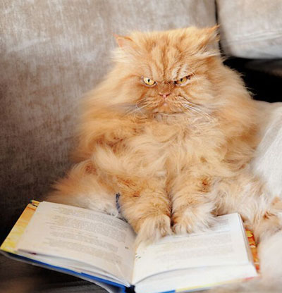 土耳其波斯猫愤怒眼神摆臭脸图集(15)