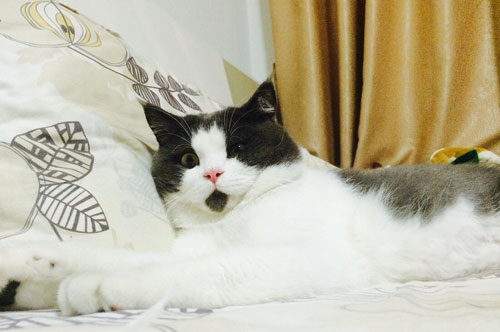 OMG猫搞笑图集赏(10)